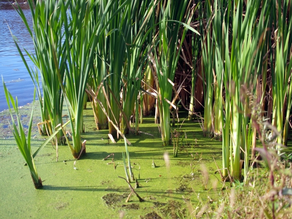 Creation of Life In The Wetlands: Step 1